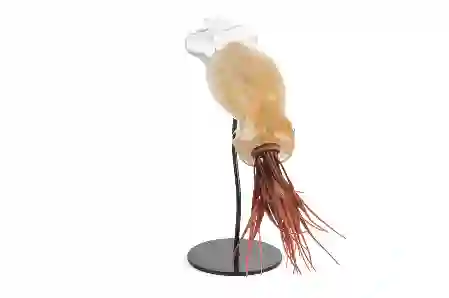 Resim Mikasa Moor Krem Rengi Cam Kalamar Balığı 39x11x30cm