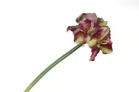 Resim Eflatun Yeşil  Yapay Amaryllis 73cm