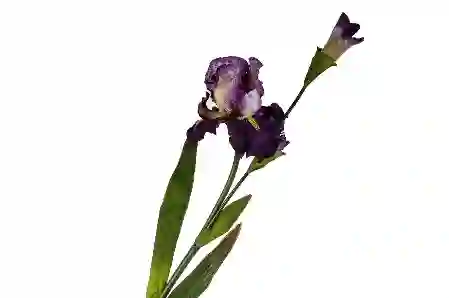 Resim Mor Yapay Çiçek 100cm