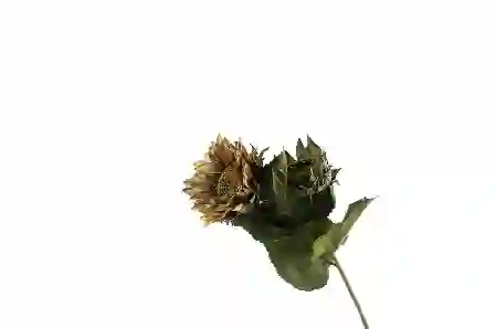 Resim Mikasa Moor Sunflower Kahve Sarı Yapay Çiçek 60cm