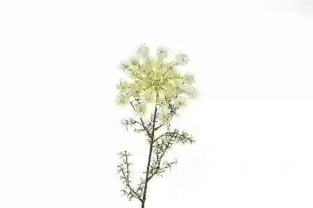 Resim Mikasa Moor Beyaz Pıtırcık Yapay Çiçek 70cm