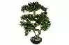 Resim Podocarpus Yapay Bonzai Ağacı 56x66cm