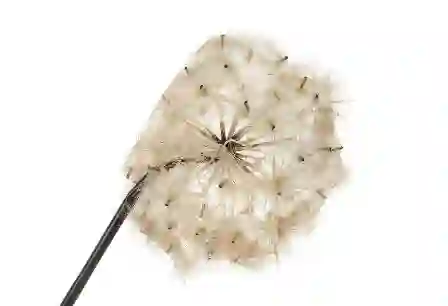 Resim Karahindiba Gül Kurusu Yapay Çiçek 100cm