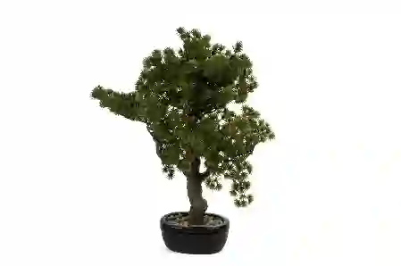 Resim Pinus Yapay Bonsai Ağaç 44cm