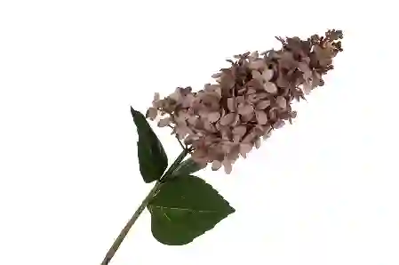 Resim Mikasa Moor Sümbül Gül Kurusu Yapay Çiçek 82cm