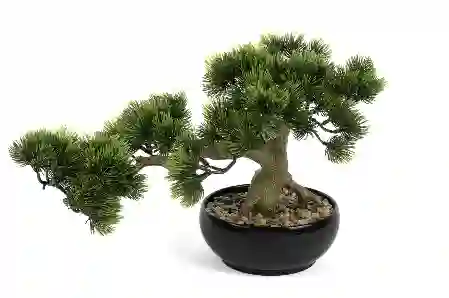 Resim Mikasa Moor Yatay Çam Ağacı Yapay Bonzai Ağacı 42X26Cm