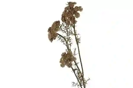 Resim Mikasa Moor Daucus Carota Yapay Çiçek 73cm