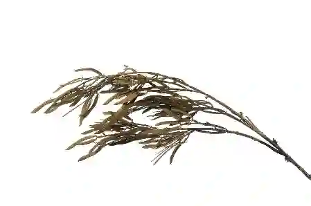 Resim Mikasa Moor Kahve Yapay Dek Dal 105cm