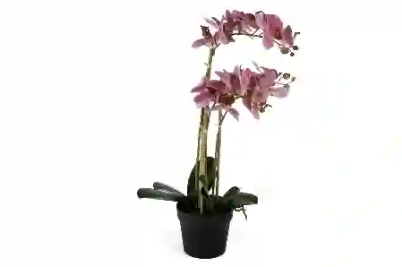 Resim Mikasa Moor Pebme 3lü Yapay Orkide 65cm