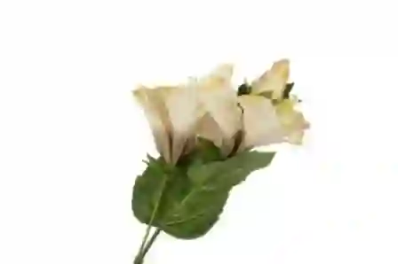 Resim Mikasa Moor Frezya Bej Yapay Çiçek 70cm