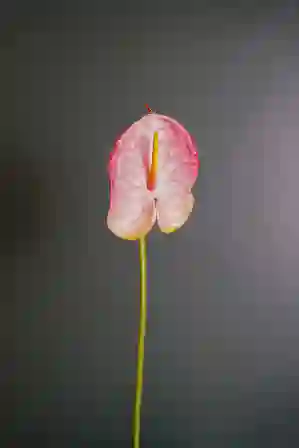 Resim Pembe Tek Yapay Çiçek