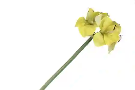Resim Sarı Yapay Amaryllis 73cm