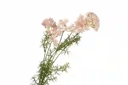 Resim Pembe Yapay Kraliçe Çiçeği 76cm