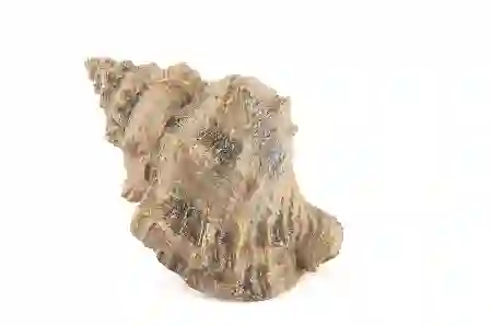 Resim Mikasa Moor Deniz Salyangozu 17x12x10cm
