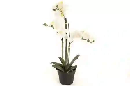 Resim Mikasa Moor Beyaz 3lü Yapay Orkide 65cm