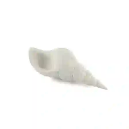 Resim Mikasa Moor Beyaz Deniz Kabuğu 21x7cm