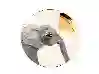 Resim Porland Wild Life Elephant Düz Tabak 20Cm 04Alm005138