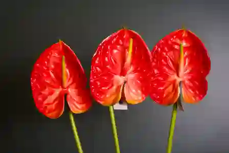 Resim Kırmızı Tek Yapay Çiçek