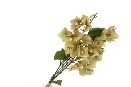 Resim Sarı Turuncu Yapay Begonvil 33cm
