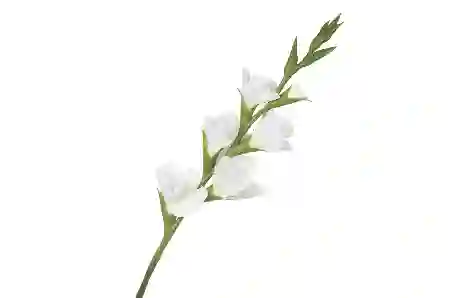 Resim Beyaz Yapay Glayöl 86cm