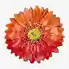 Resim Camomilla Kırmızı Servis Tabağı 42x42 cm