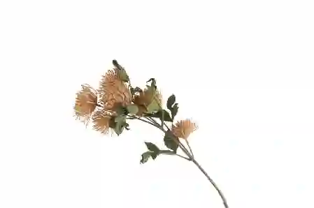 Resim Mikasa Moor Leucospermum Somon Yapay Çiçek 75Cm