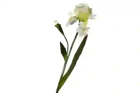 Resim Mikasa Moor Beyaz Tek Dal Yapay Çiçek 90Cm