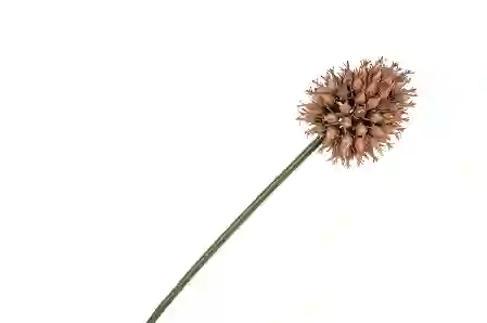 Resim Pembe Yapay Soğan Çiçeği 68cm