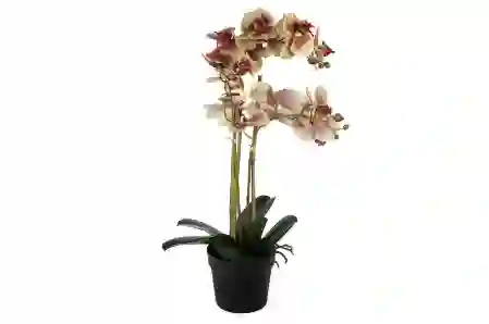 Resim Mikasa Moor Krem Pembe 3lü Yapay Orkide 65cm
