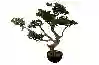 Resim Pinus Yapay Bonsai Ağaç 88x80cm