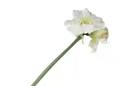 Resim Beyaz Yapay Amaryllis 74cm