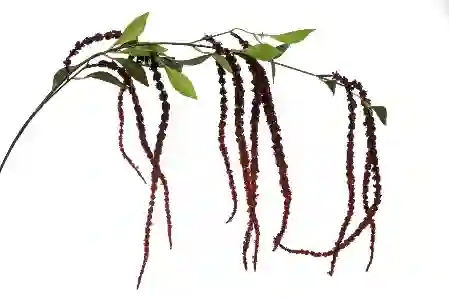 Resim Mikasa Moor Bordo Yapay Horoz İbiği 137 cm