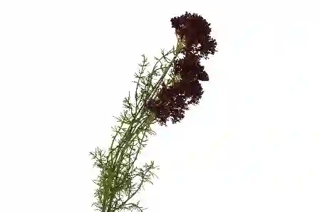 Resim Bordo Yapay Kraliçe Çiçeği 76cm