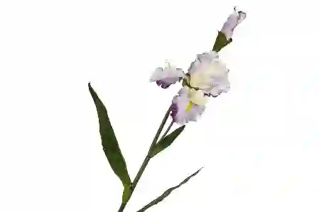 Resim Beyaz Mor Yapay Çiçek 100cm