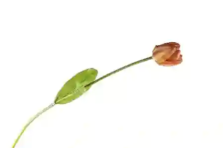 Resim Mikasa Moor Turuncu Pıtırcıklı Yapay Çiçek 90cm