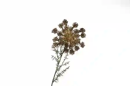 Resim Mikasa Moor Kahve Yapay Pııtırcıklı Çiçek 70cm