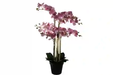 Resim Mikasa Moor Pebme 8li Yapay Orkide 110cm