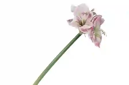 Resim Pembe Yapay Amaryllis 73cm