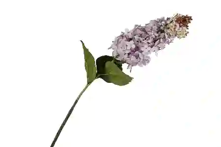 Resim Mikasa Moor Lila Bahar Çiçeği Yapay Çiçek 82Cm