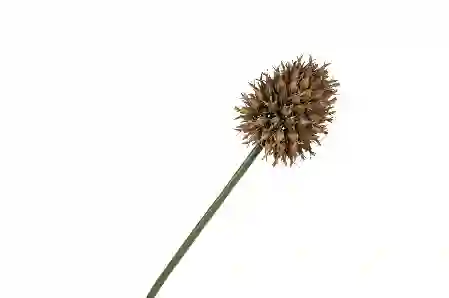 Resim Mikasa Moor Kahve Yapay Soğan Çiçeği 68cm