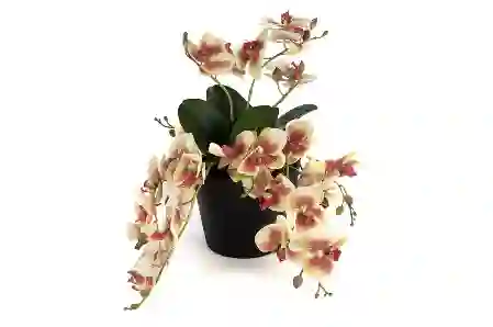 Resim Mikasa Moor Krem Pembe Sarkan Yapay Orkide 33cm