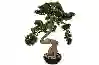 Resim Kıvrımlı Pine Tree Yapay Bonsai Ağacı 56x64cm