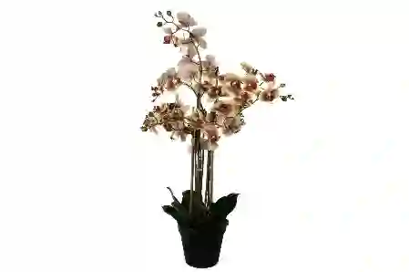 Resim Mikasa Moor Krem Pembe 8li Yapay Orkide 110cm